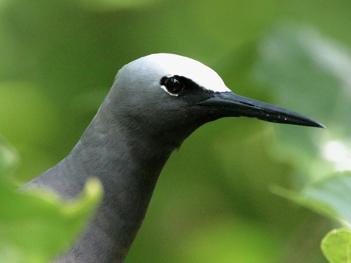 Black Noddy - Rolo Rodsey