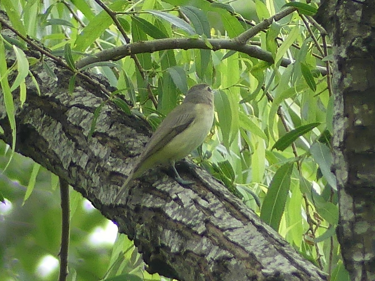 Warbling Vireo - Ryan Banek