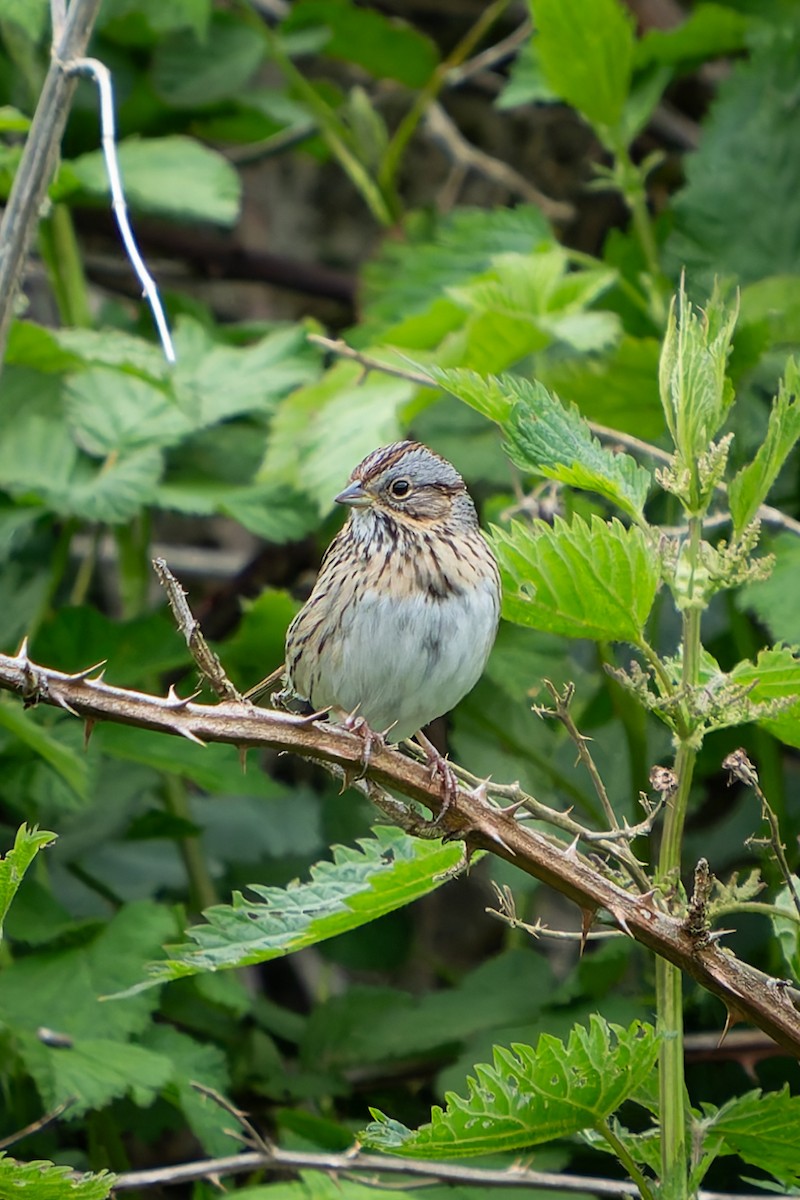 Lincoln's Sparrow - Ali Kasperzak