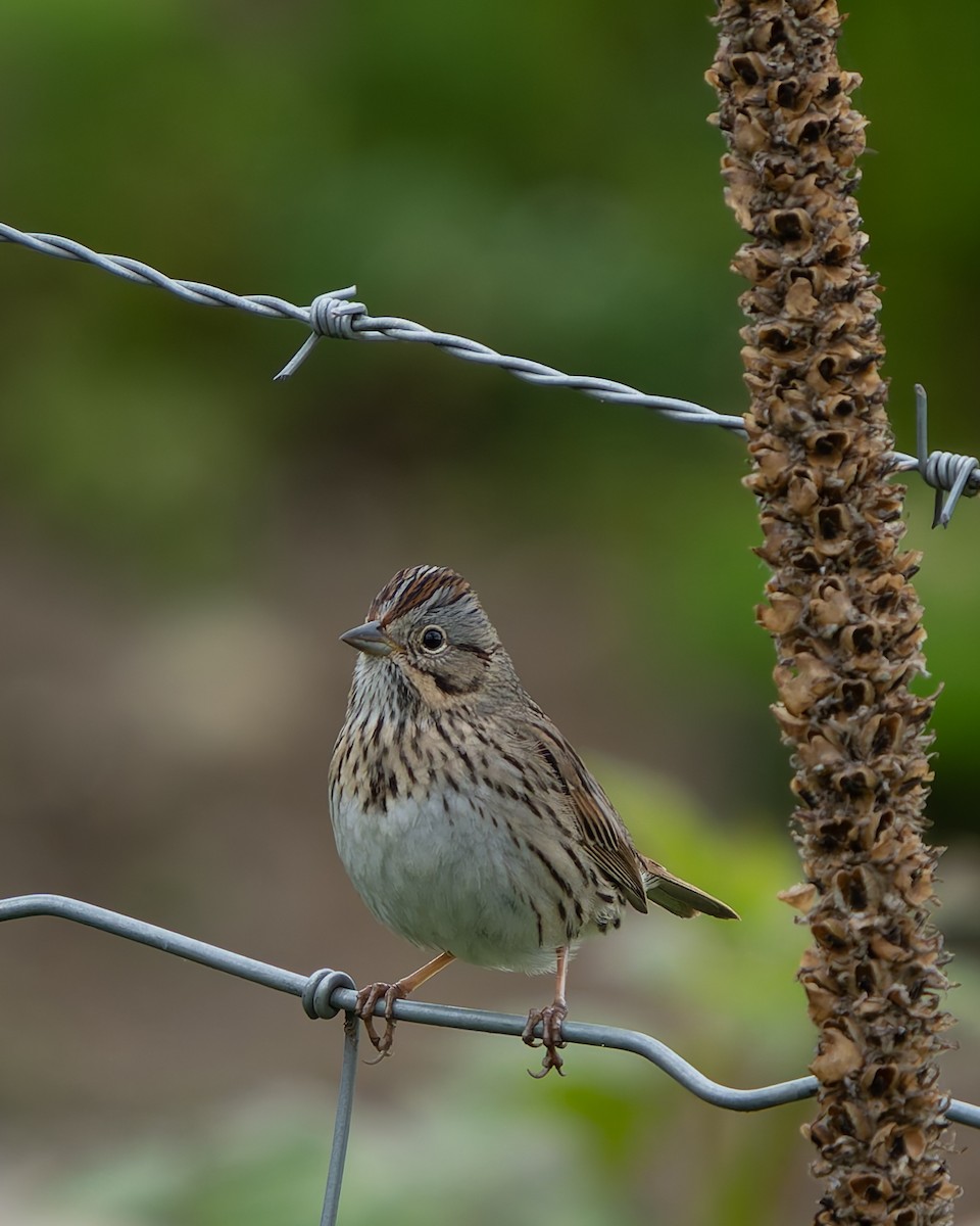 Lincoln's Sparrow - Ali Kasperzak