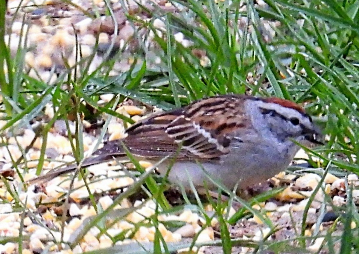 Chipping Sparrow - ML618131178