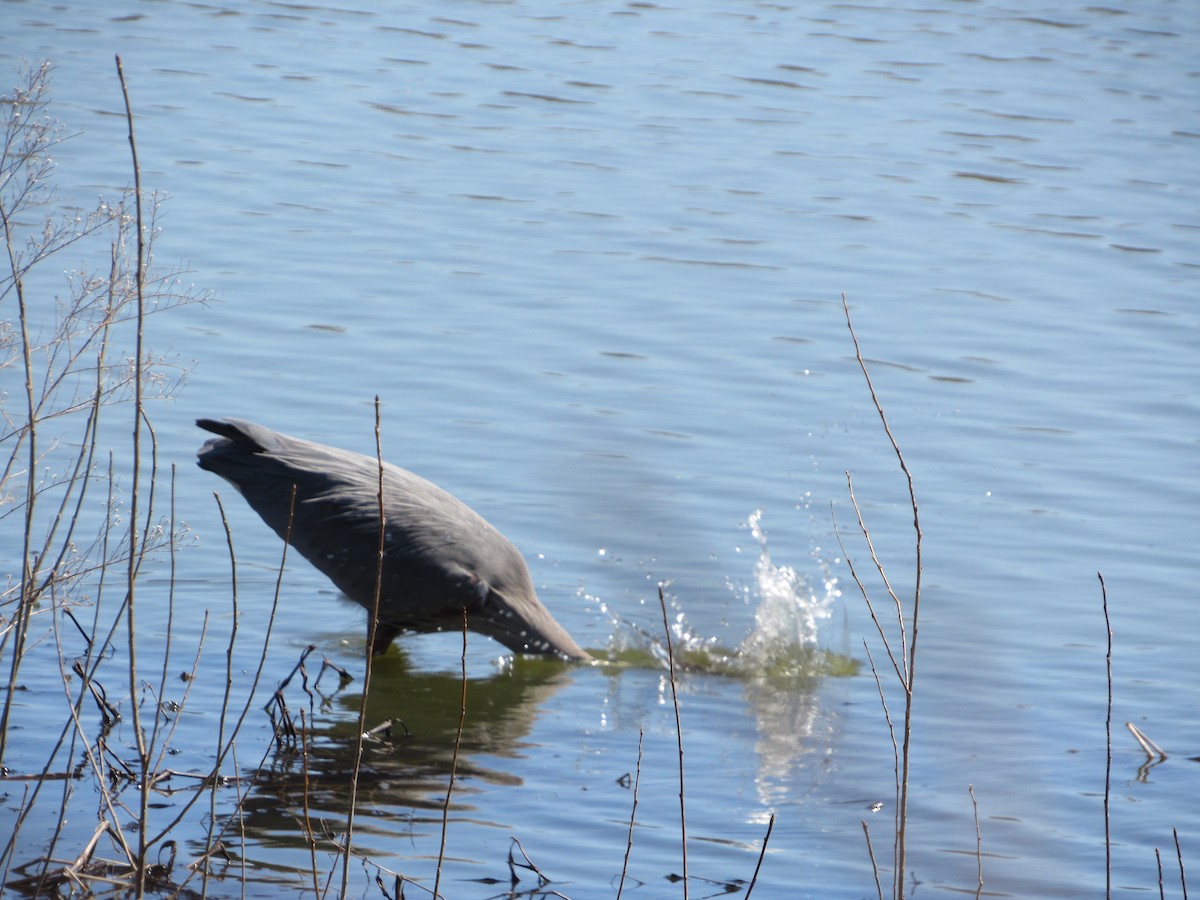 Great Blue Heron - Brian Schneider