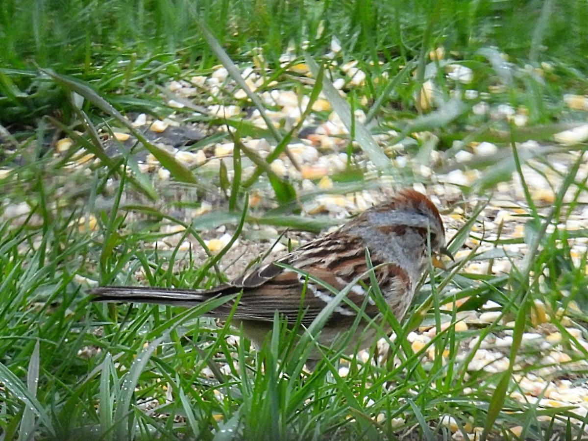 American Tree Sparrow - ML618131185