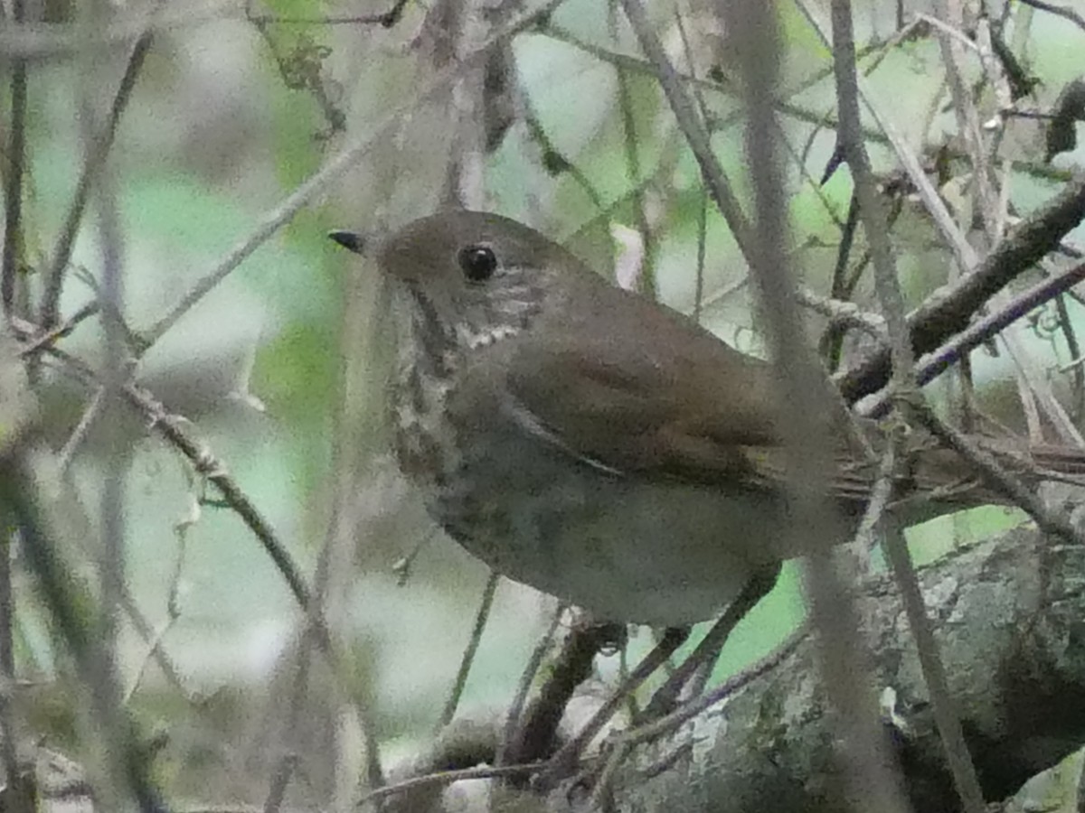 Gray-cheeked Thrush - Ryan Banek