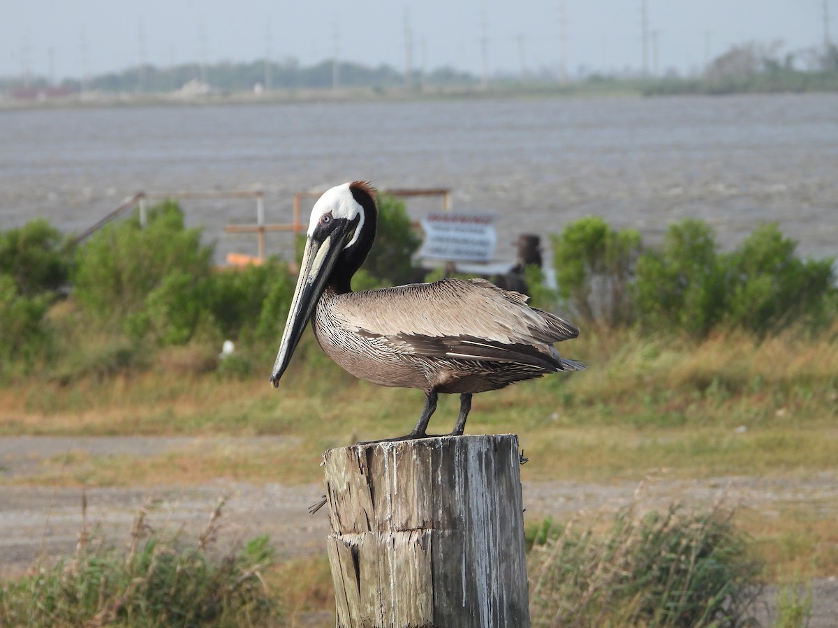 Brown Pelican - Becky Amedee