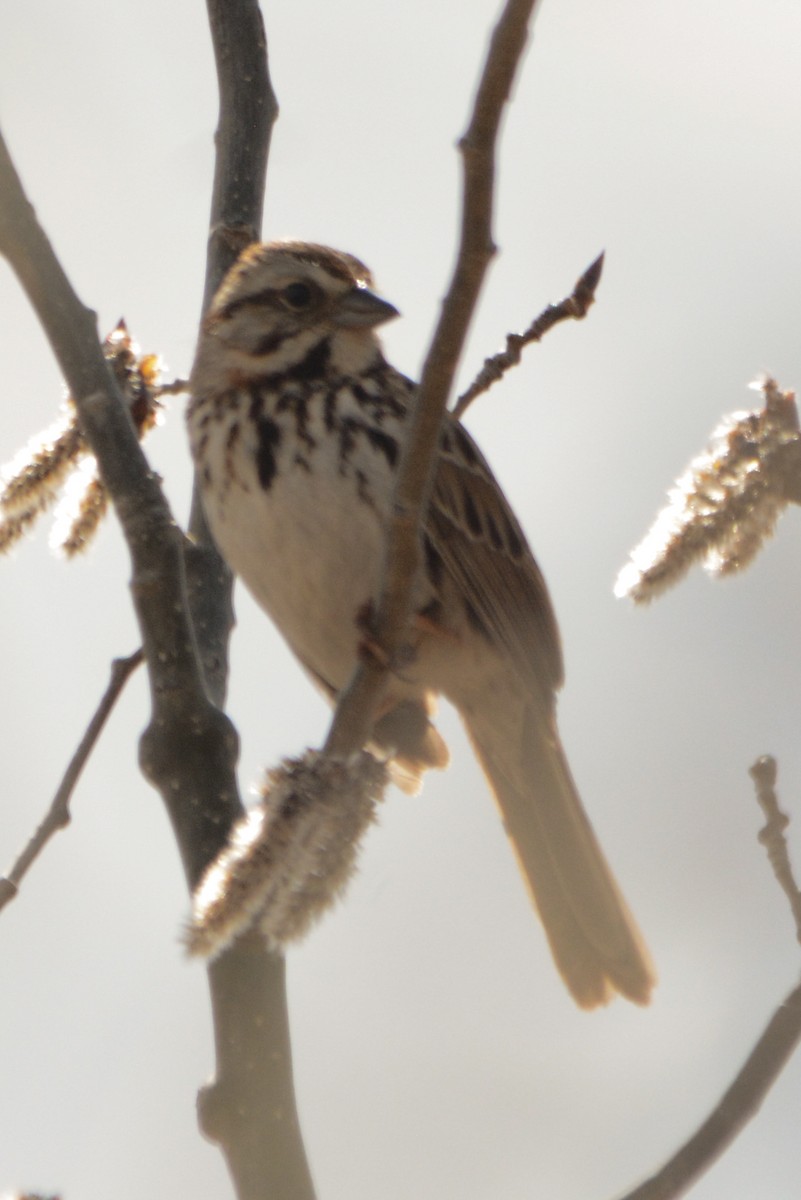 Song Sparrow - James Dennett