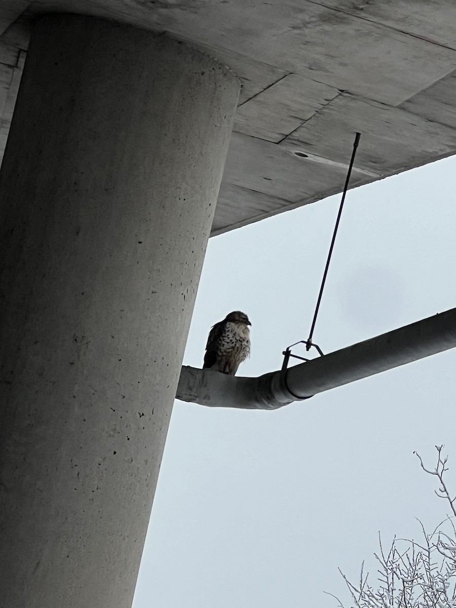 Red-tailed Hawk - Konrad Temlitz