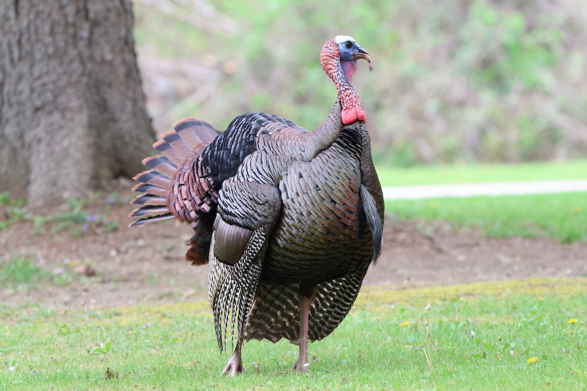 Wild Turkey - Janice Farral