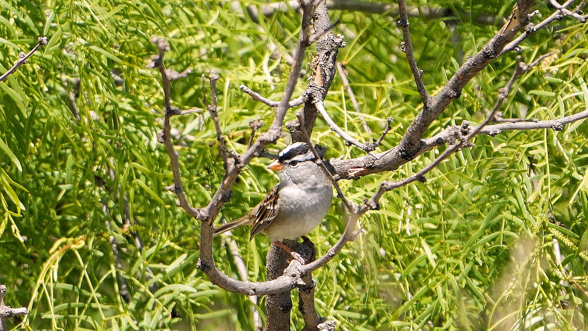 White-crowned Sparrow - ML618131254