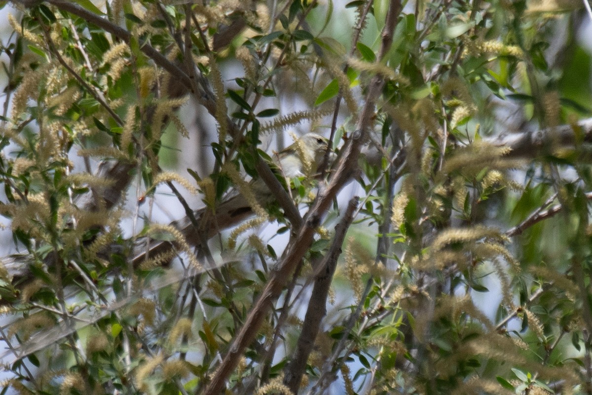 Tennessee Warbler - Jack Parlapiano