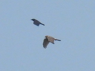 Northern Harrier - Melody Walsh