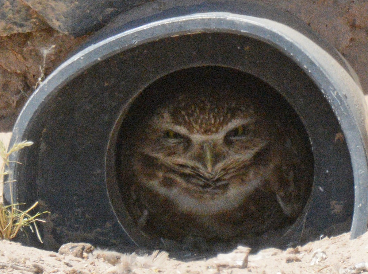 Burrowing Owl - Michael J Good