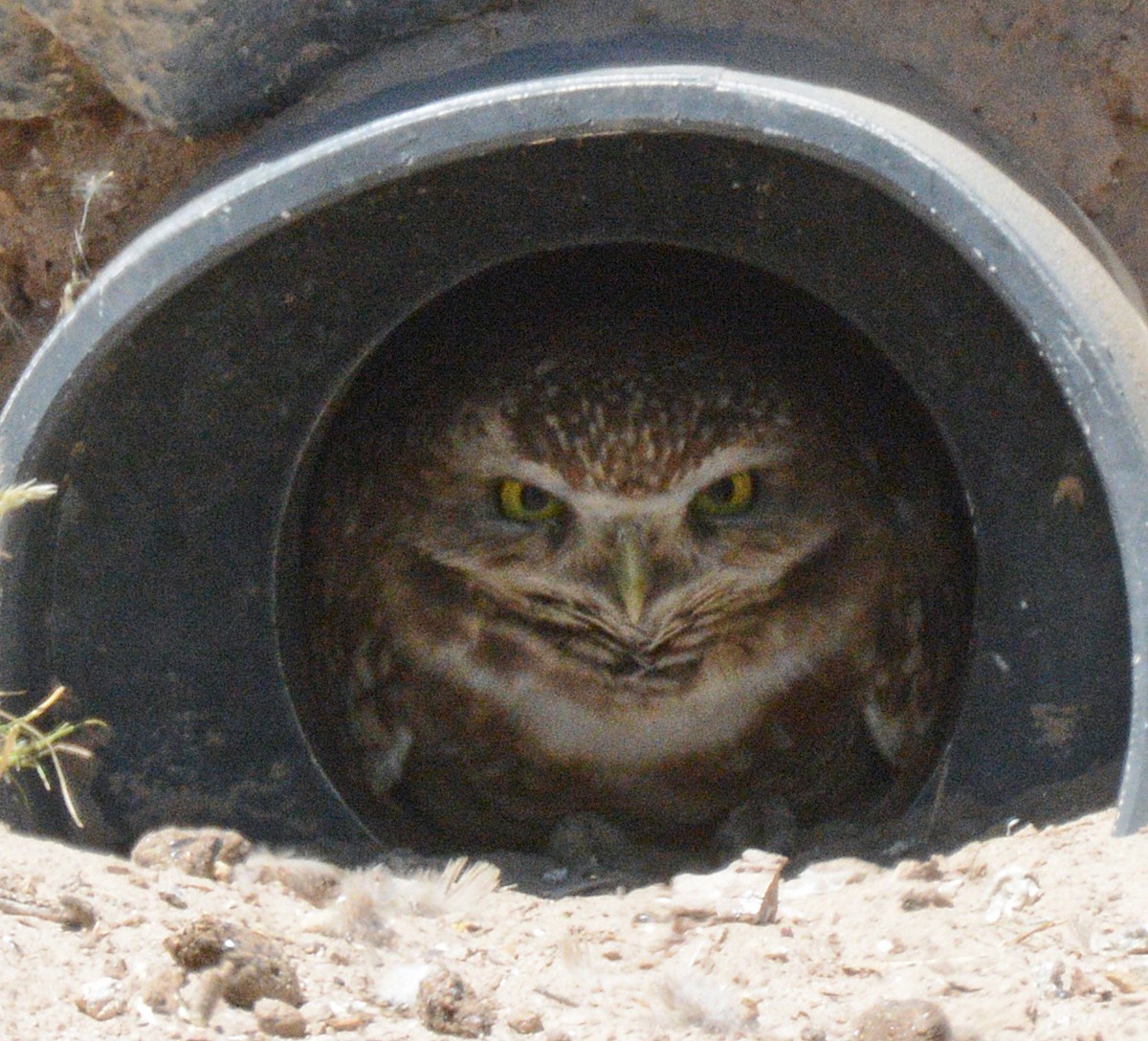 Burrowing Owl - Michael J Good