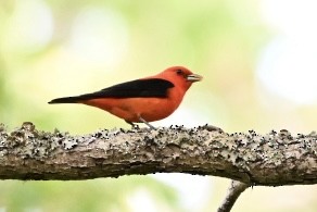 Scarlet Tanager - Gina Sanders