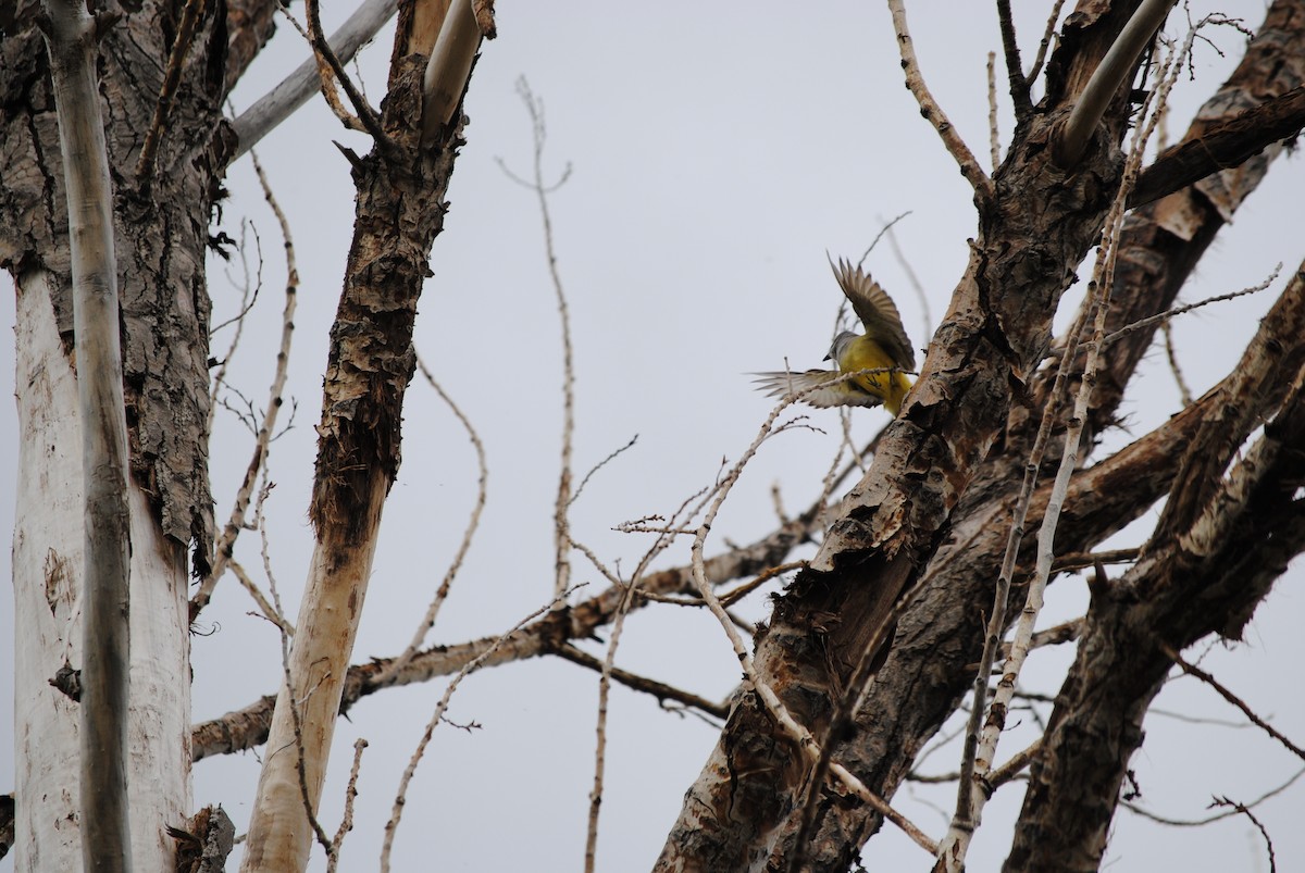 Western Kingbird - Lydia Ross