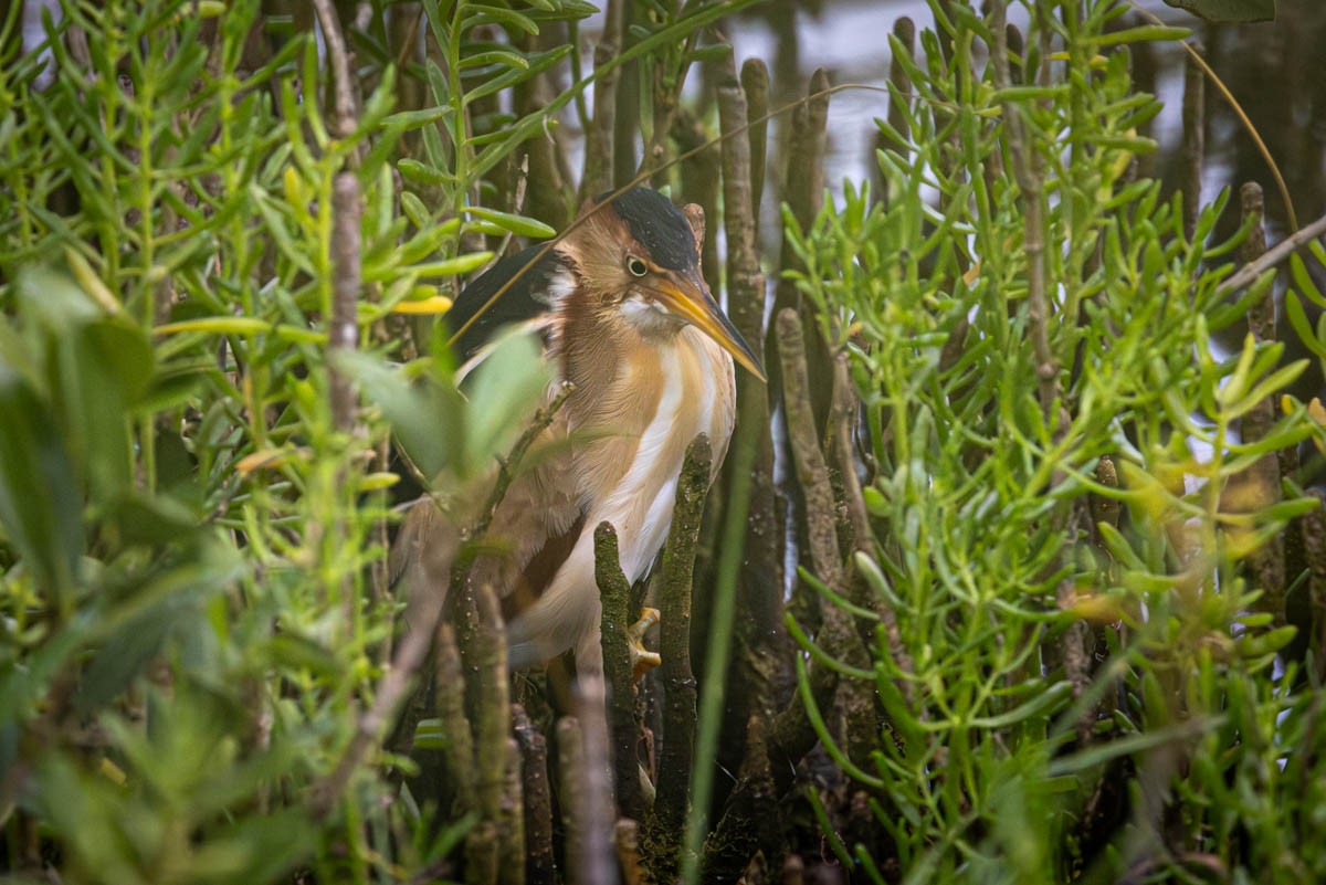 Least Bittern - Mark  Laussade