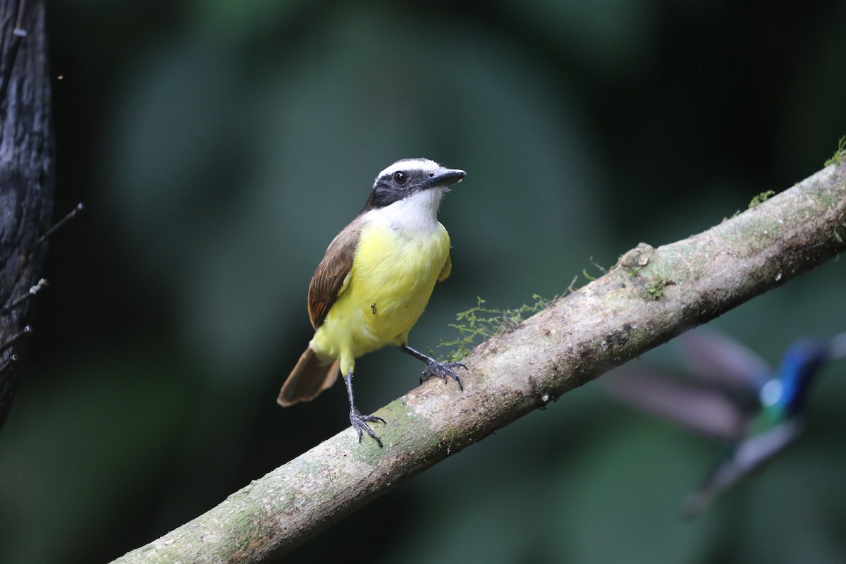 Great Kiskadee - Susan Hunter