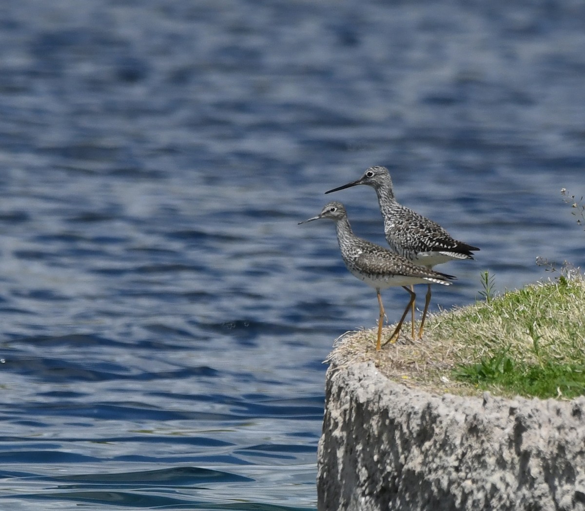 Lesser Yellowlegs - Janine McCabe