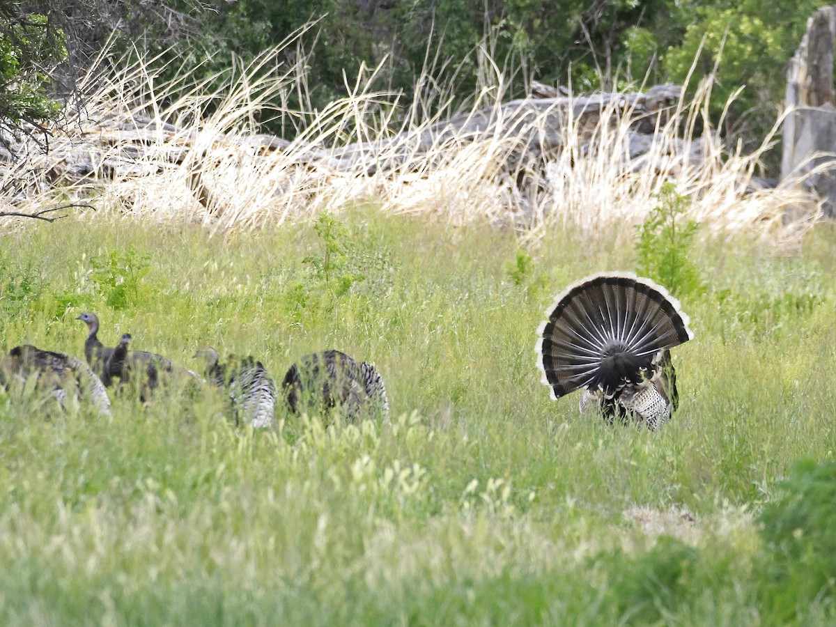 Wild Turkey - Carl Poldrack