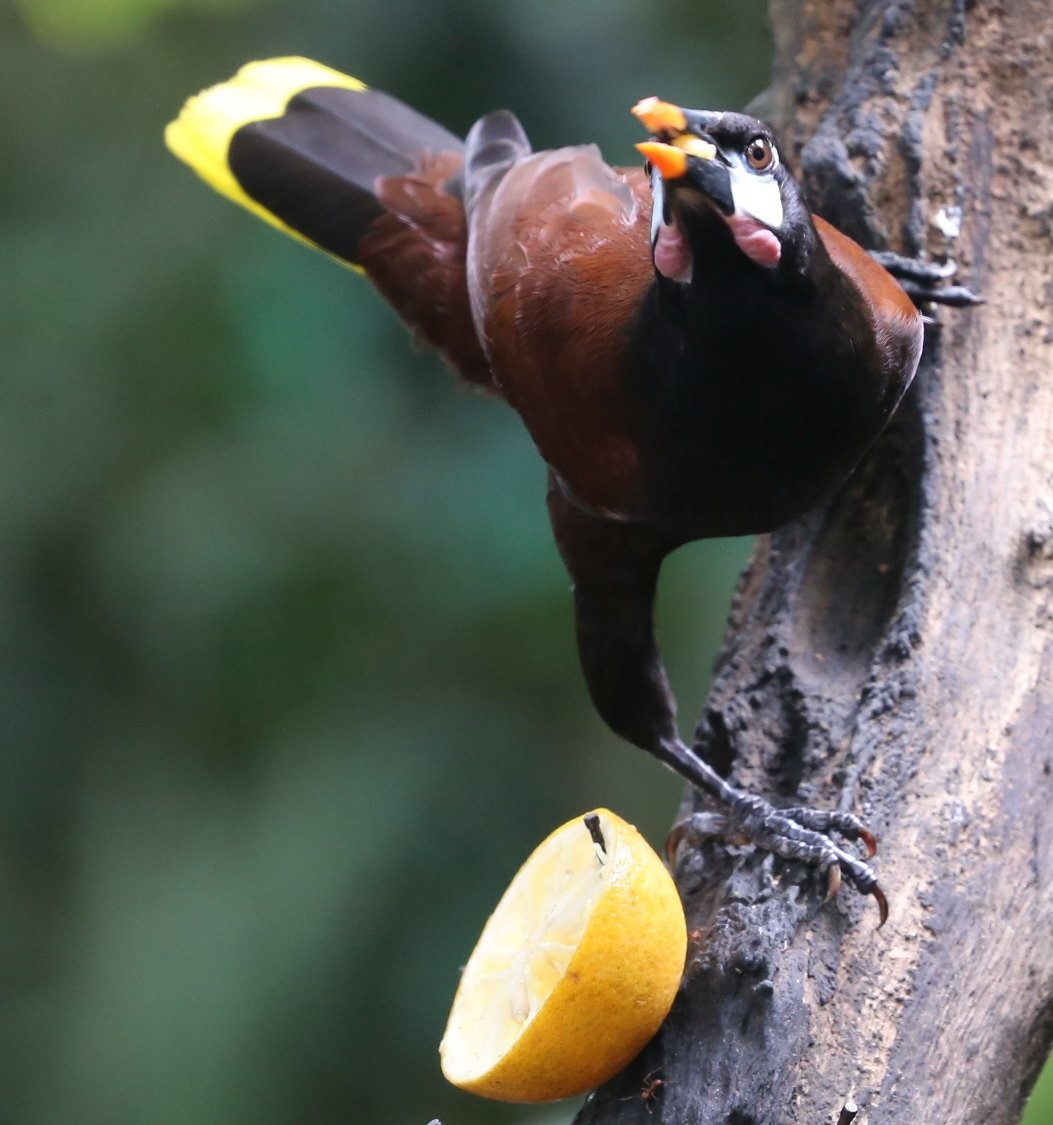 Montezuma Oropendola - Susan Hunter