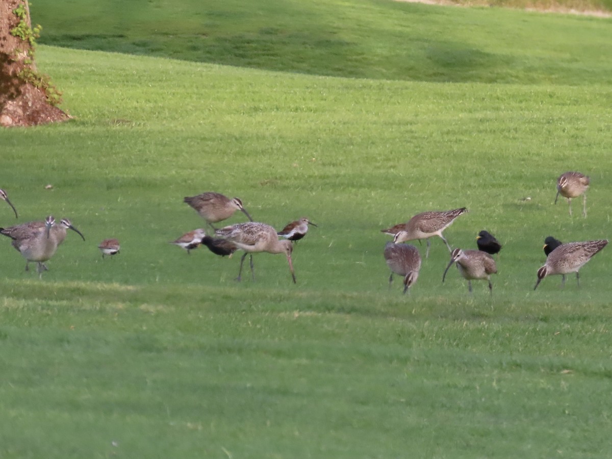 Marbled Godwit - ML618131421