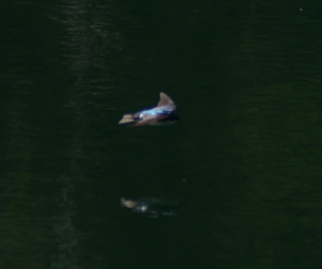 Tree Swallow - N Pifari