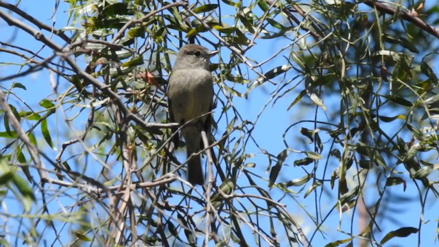 Hammond's Flycatcher - ML618131477