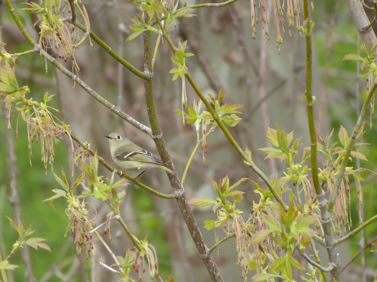 Ruby-crowned Kinglet - M. Jordan