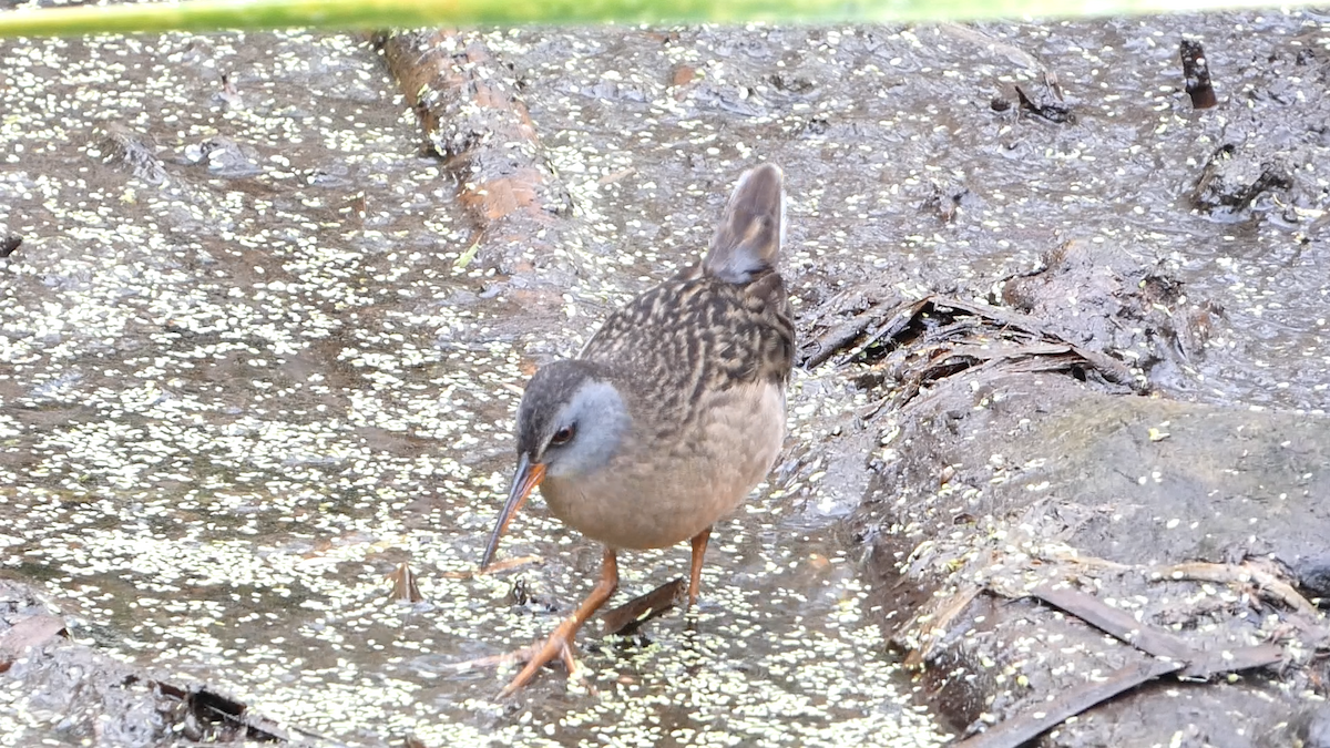 Virginia Rail - ML618131515