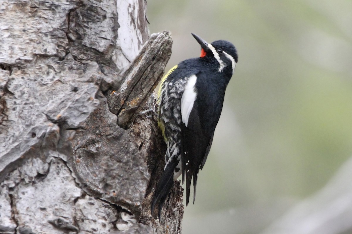 Williamson's Sapsucker - ML618131520