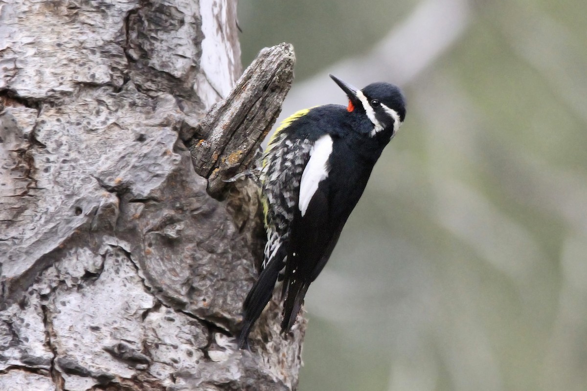 Williamson's Sapsucker - ML618131522