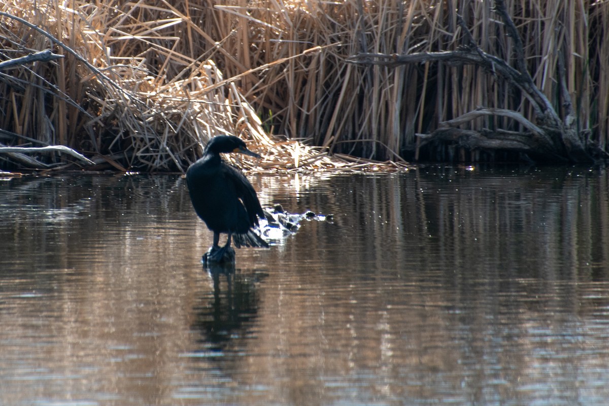 Double-crested Cormorant - ML618131541