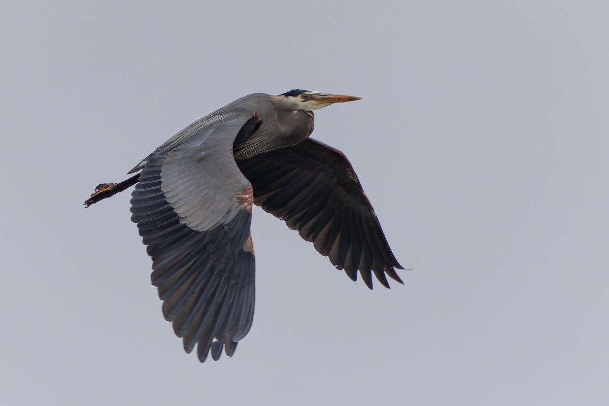 Great Blue Heron - Ali Kasperzak