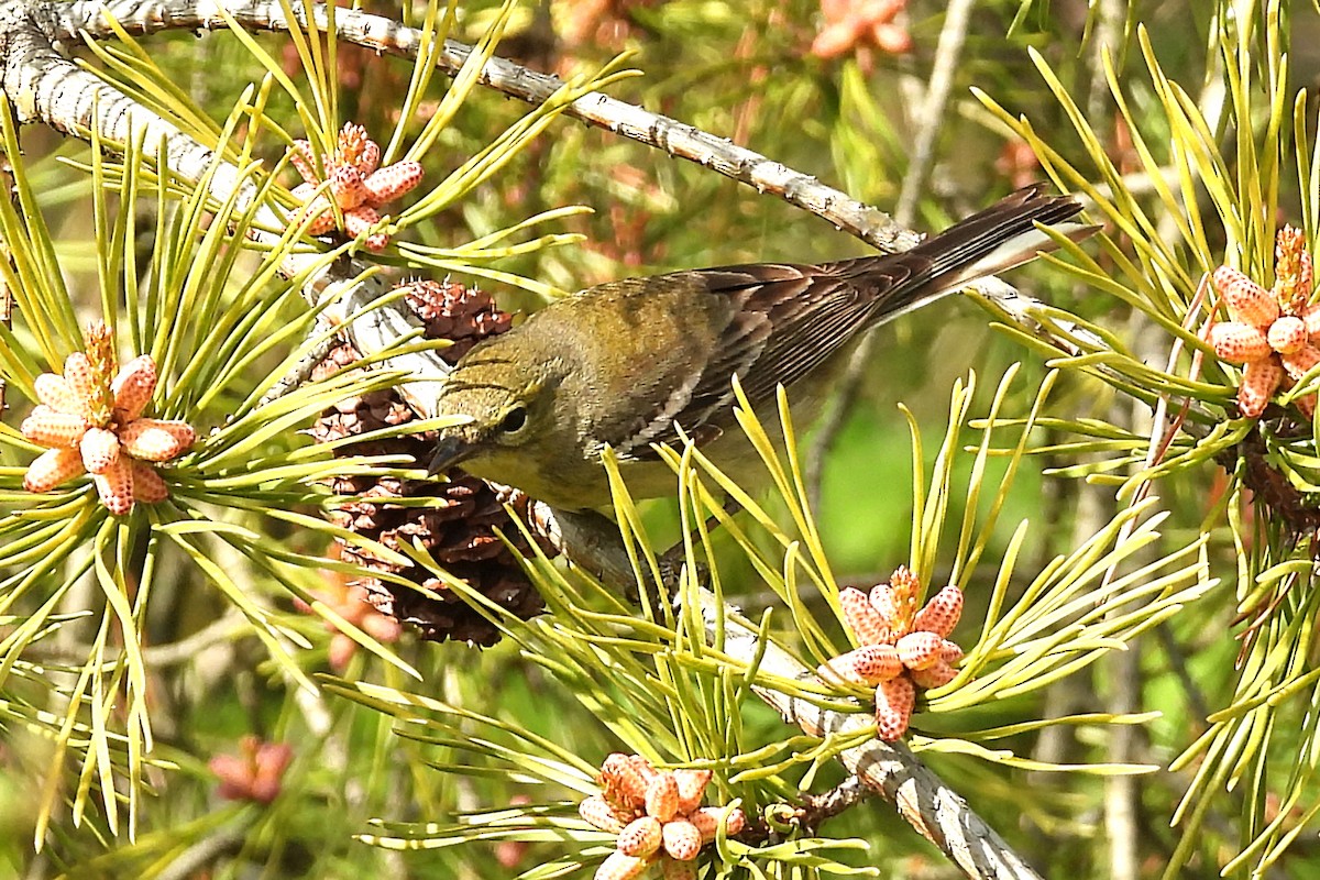 Pine Warbler - Nancy Buis