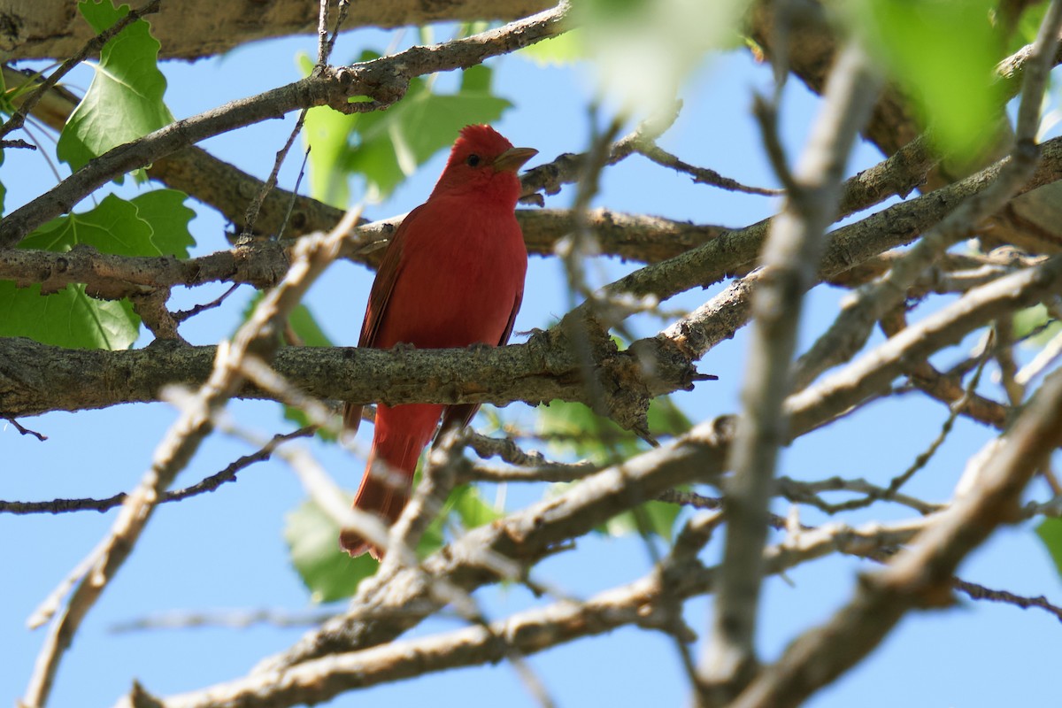 Summer Tanager - Grigory Heaton