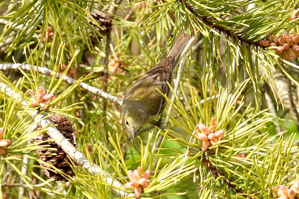 Pine Warbler - Nancy Buis