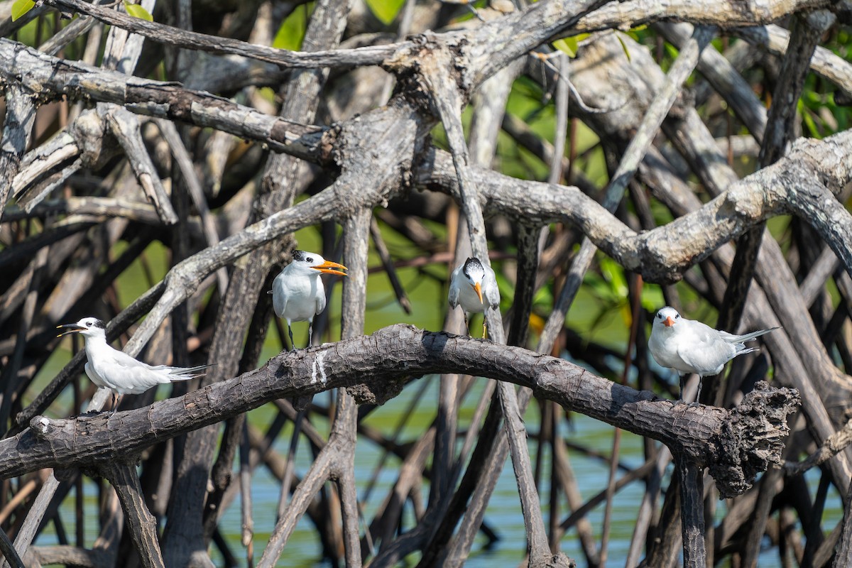 Royal Tern - Beny Wilson