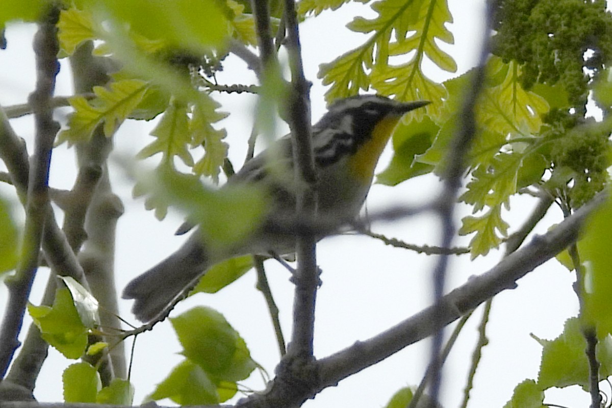 Yellow-throated Warbler - Nancy Buis