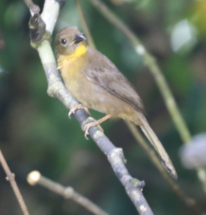 Red-throated Ant-Tanager - Susan Hunter