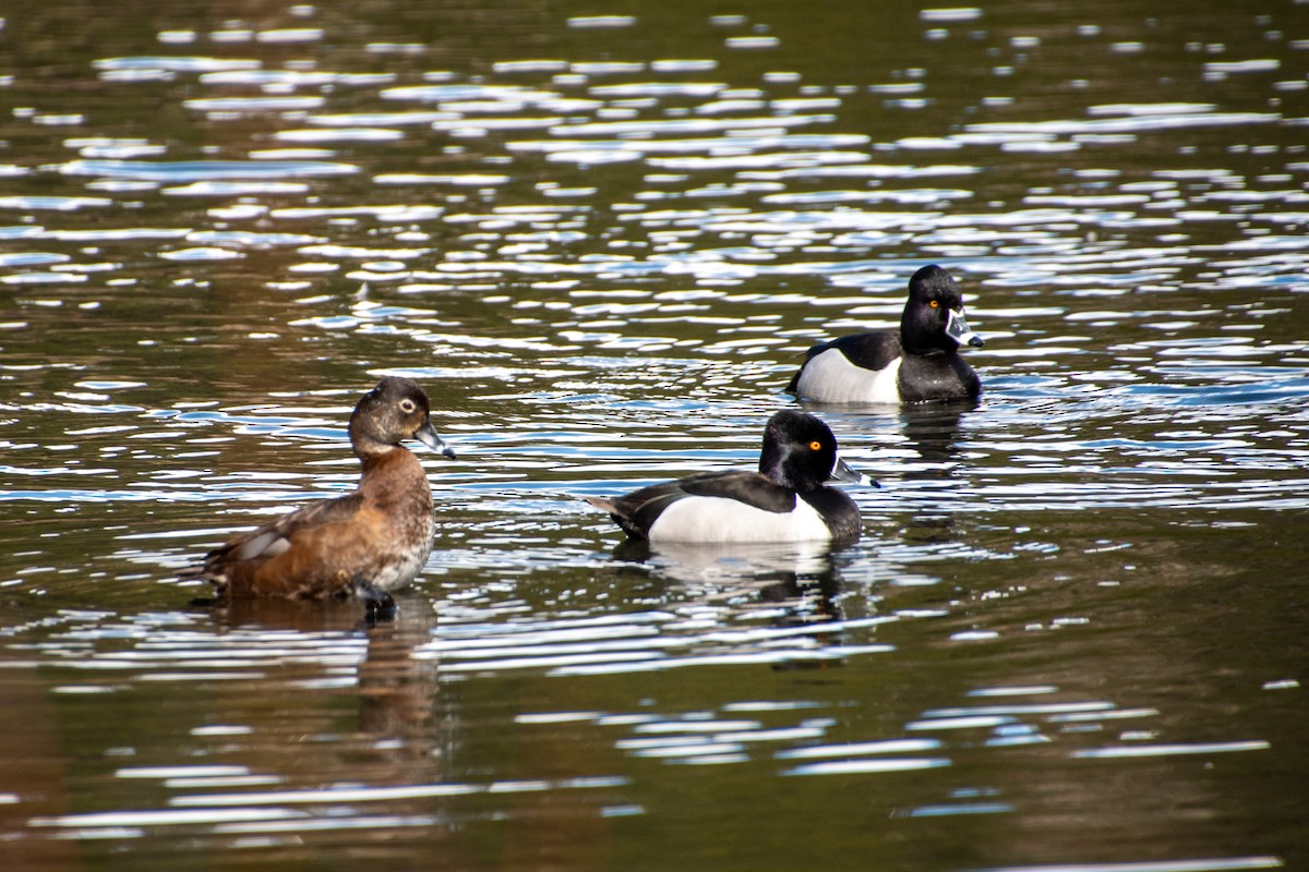 Ring-necked Duck - ML618131624