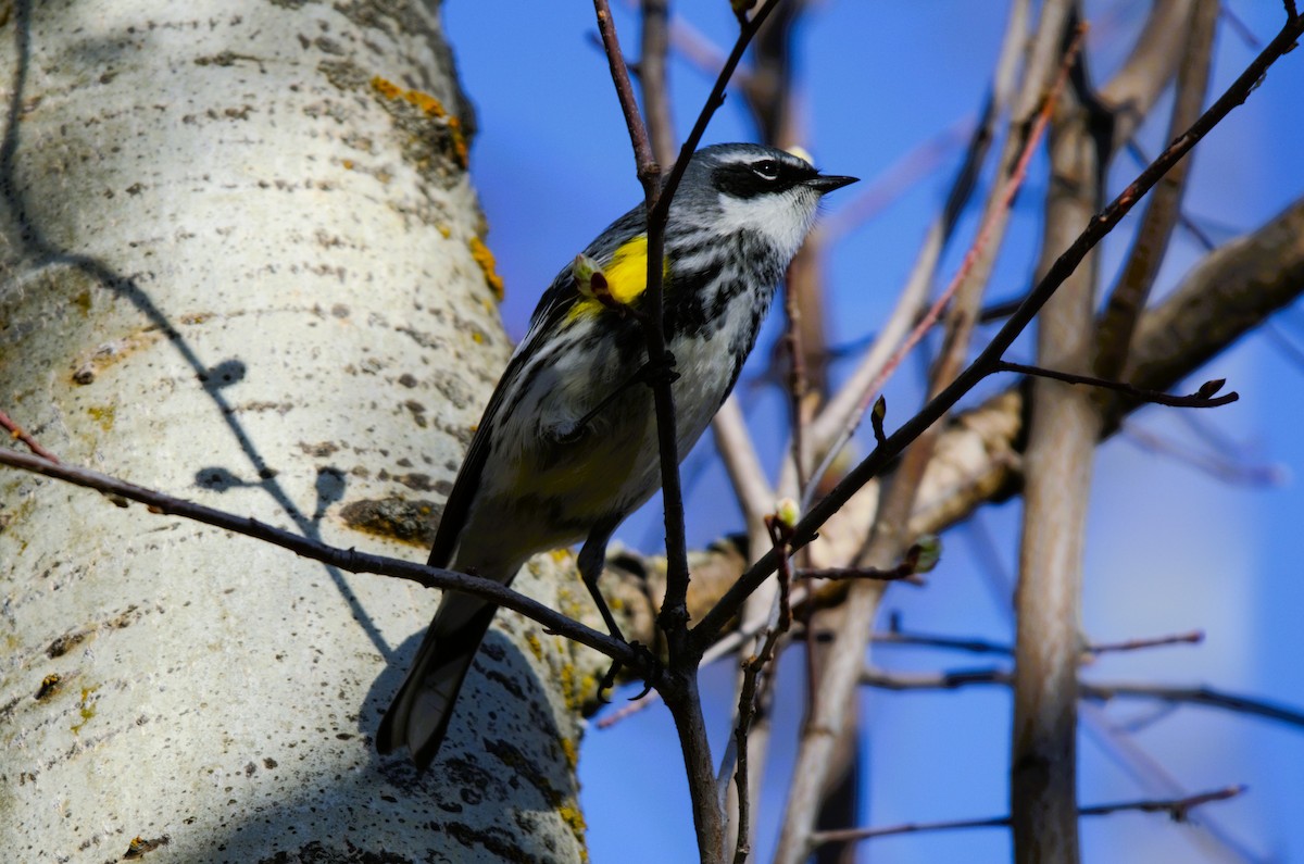 Yellow-rumped Warbler - M Eubank