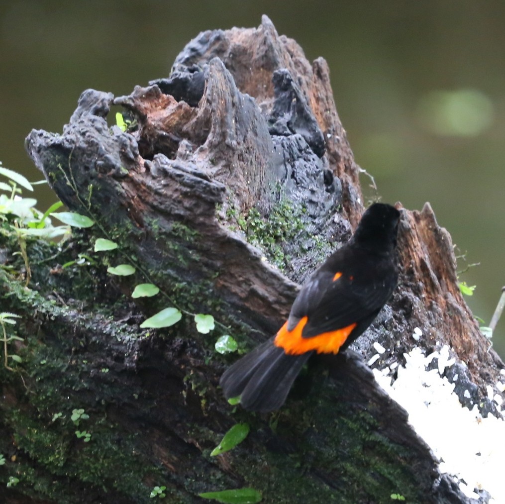 Scarlet-rumped Tanager (Passerini's) - Susan Hunter