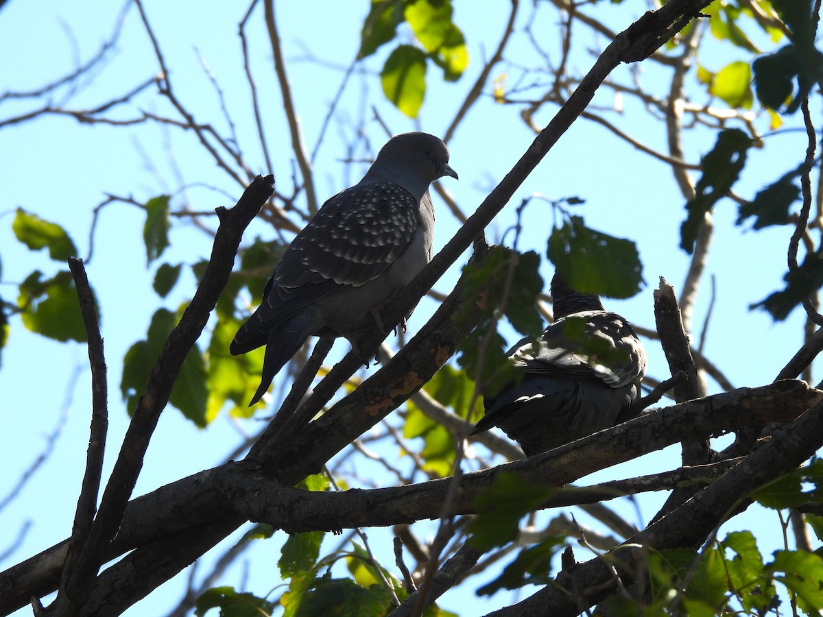 Spot-winged Pigeon - Maria Lujan Solis