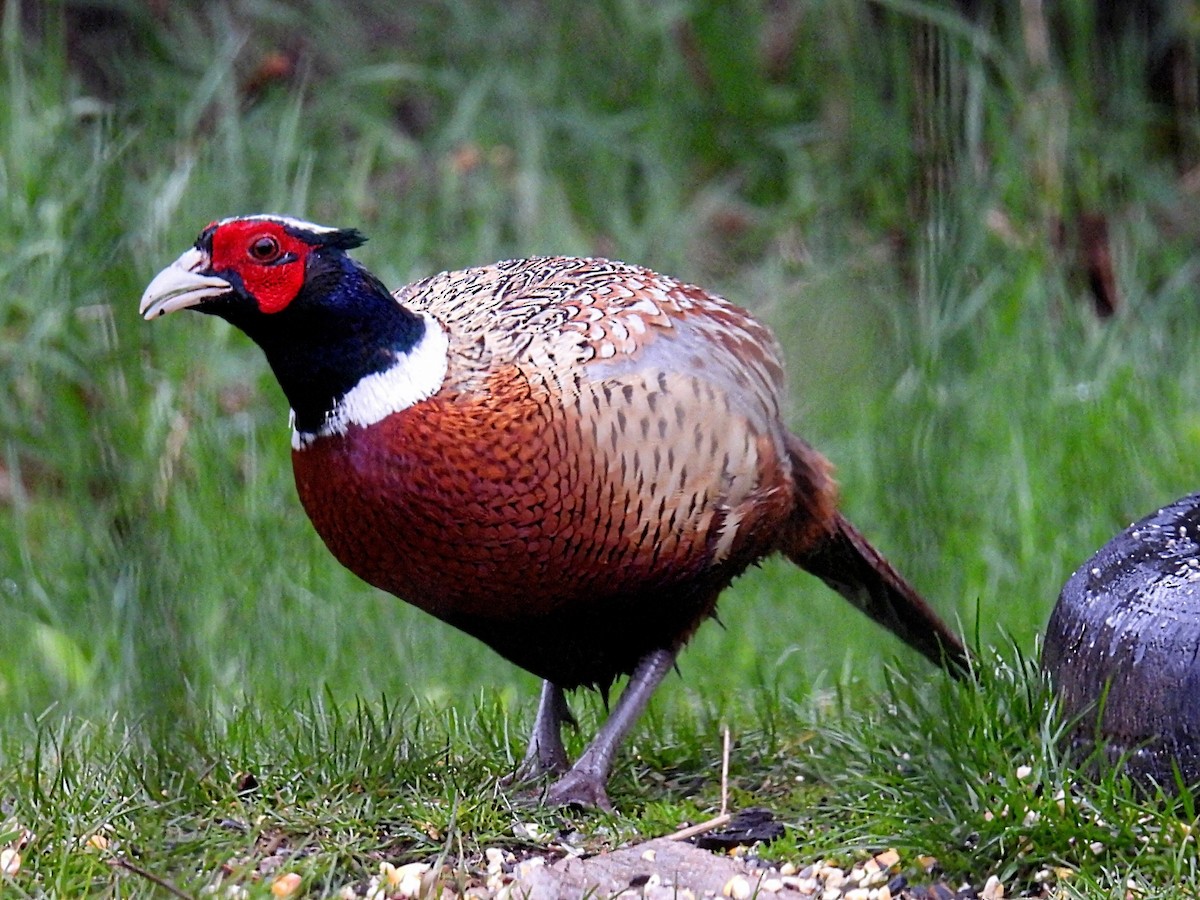Ring-necked Pheasant - ML618131653
