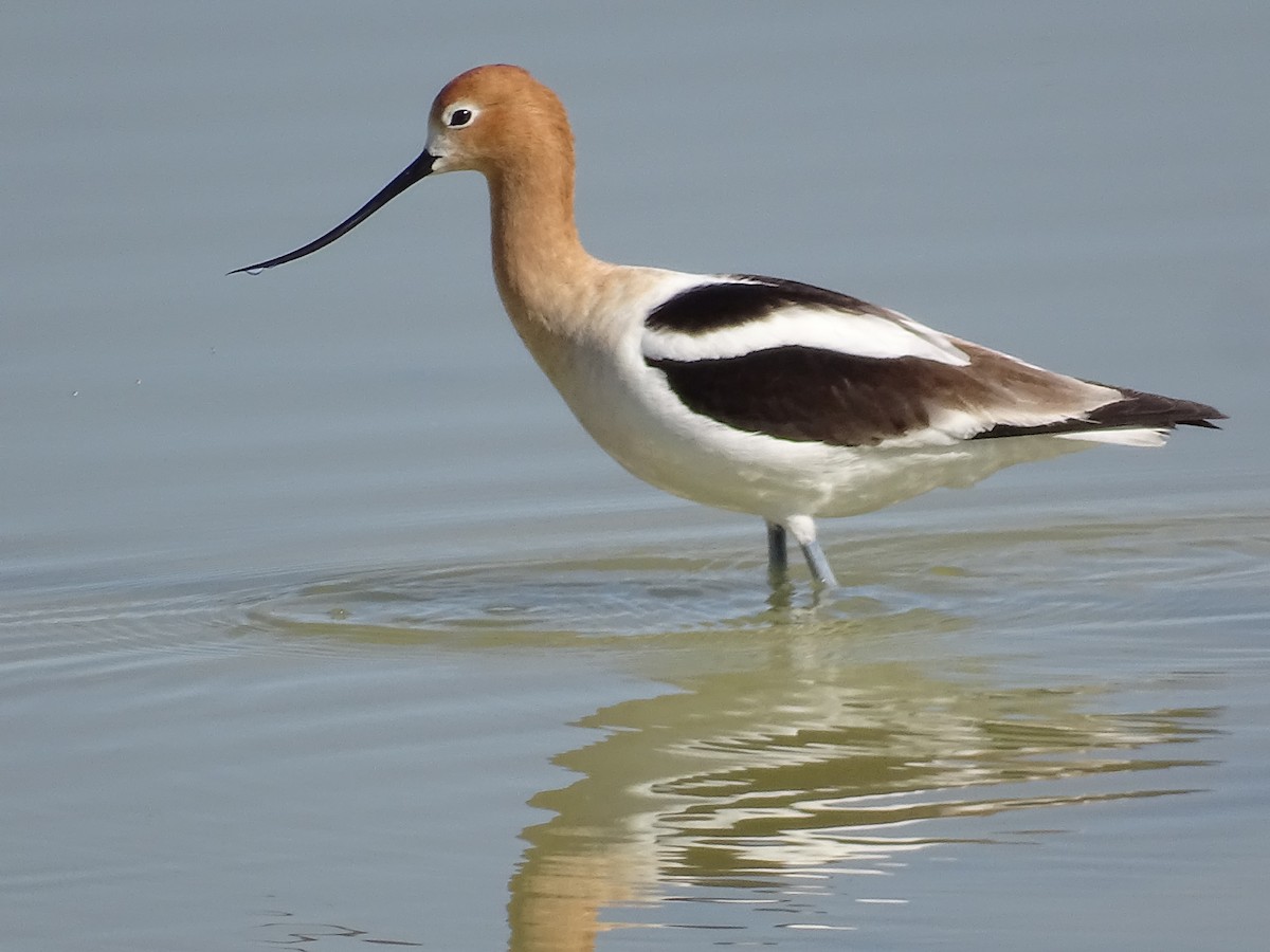 American Avocet - Teri Ligon