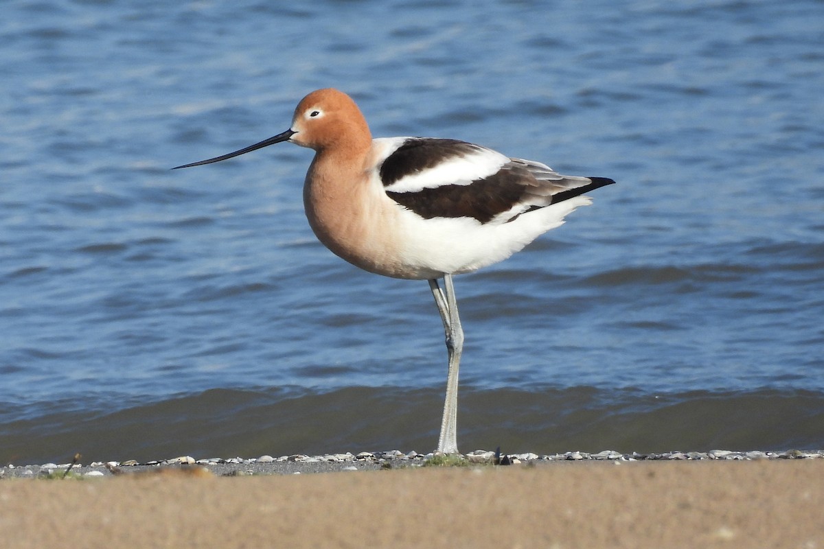 American Avocet - Nancy Buis