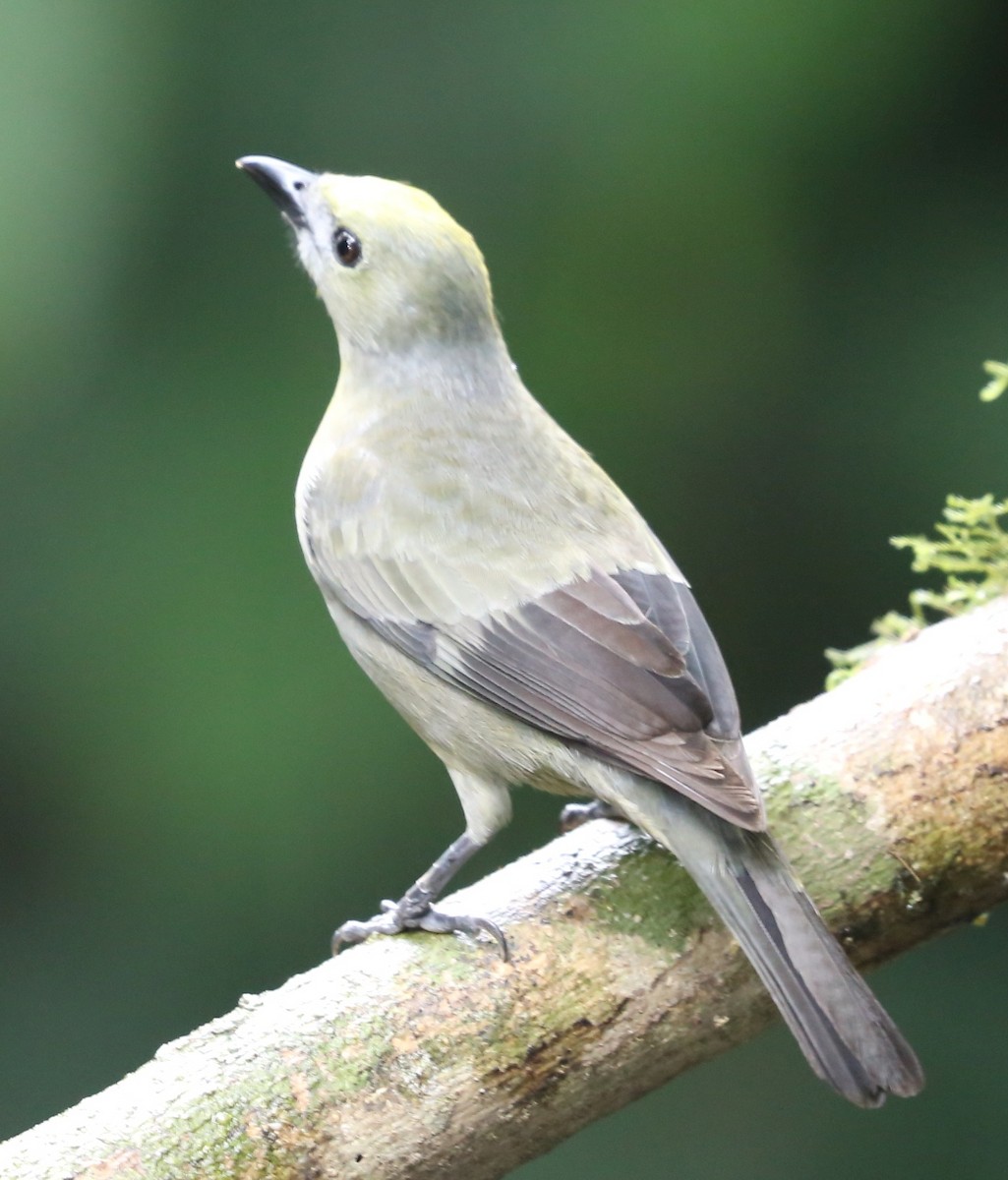 Palm Tanager - Susan Hunter