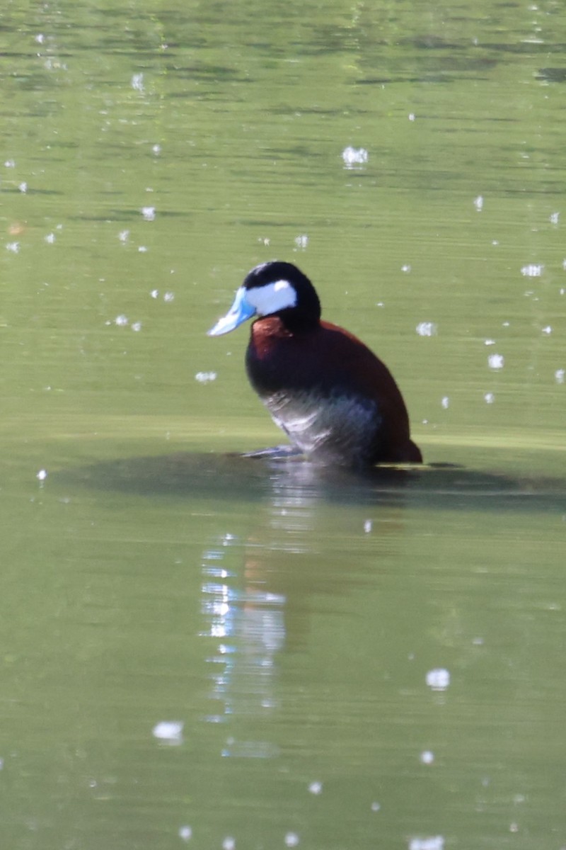 Ruddy Duck - Linda Gettier