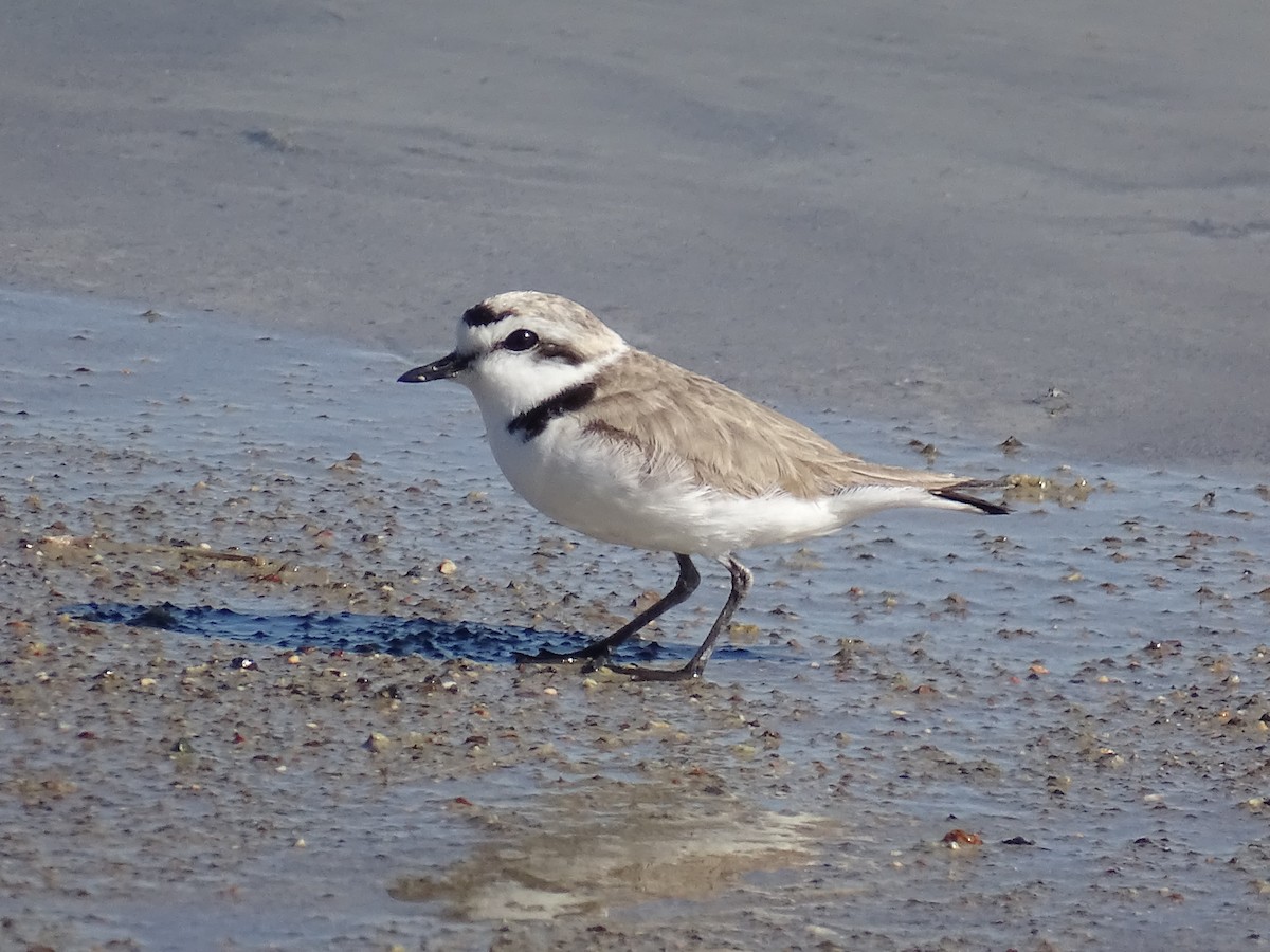 Snowy Plover - ML618131671