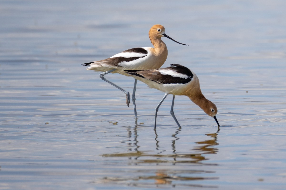 American Avocet - Rick Hughes